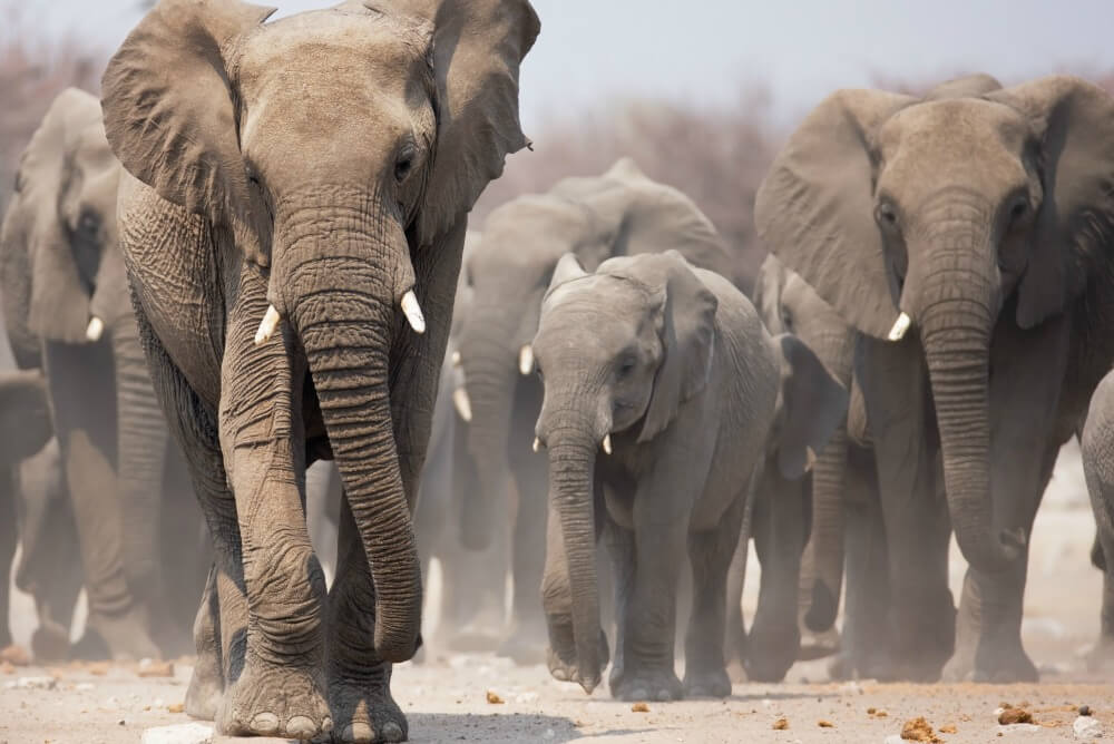 Etosha National Park