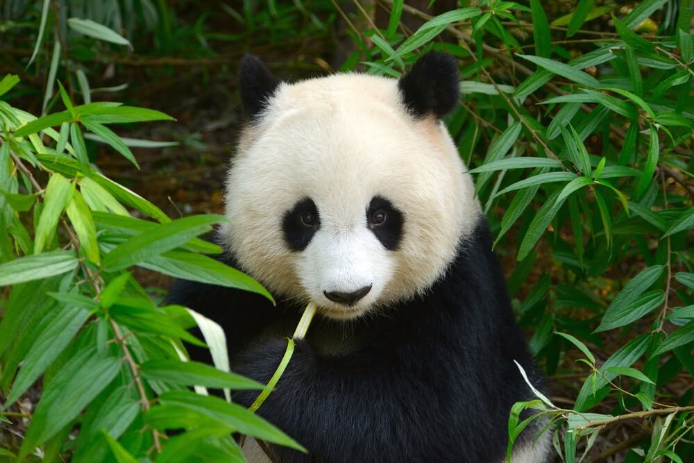 Chengdu Zoo