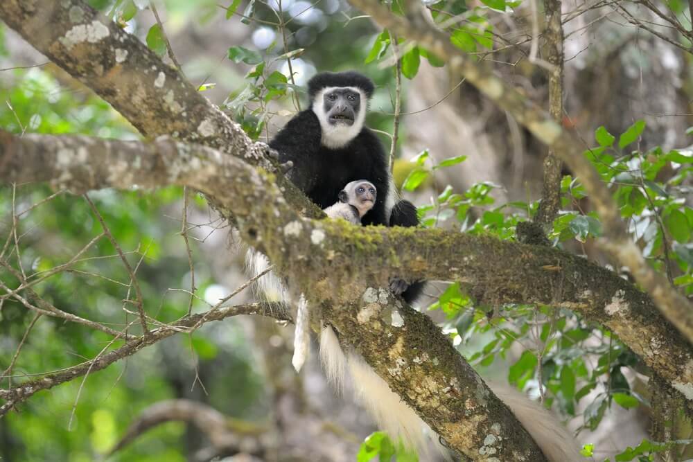 Colobus monkey, Arusha National Park