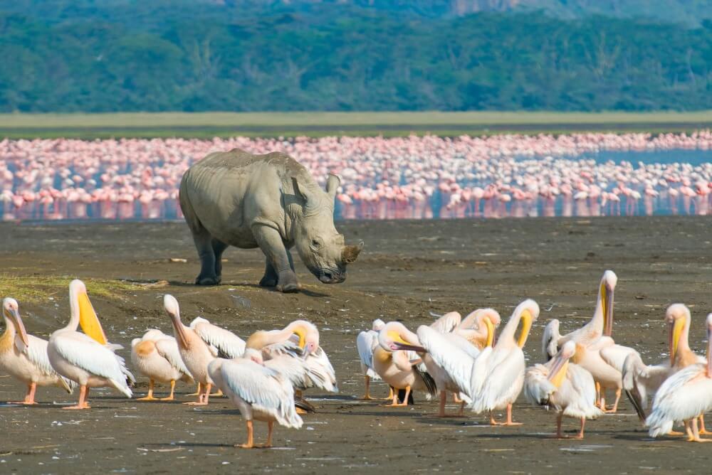 Lake Nakuru