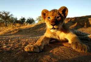 Lion cub - South Africa itineraries