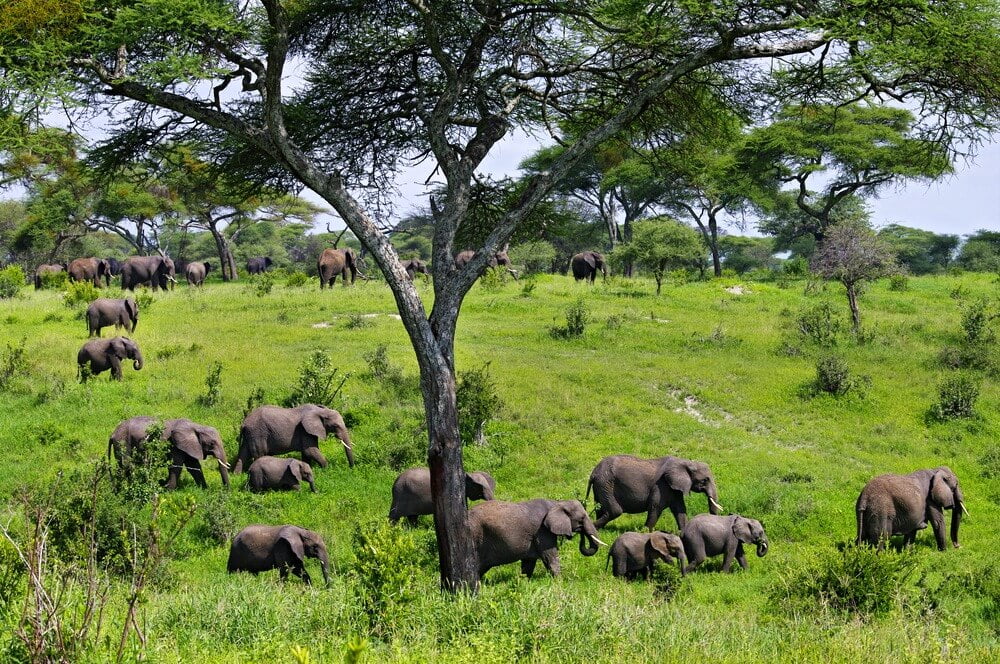 Tarangire National Park