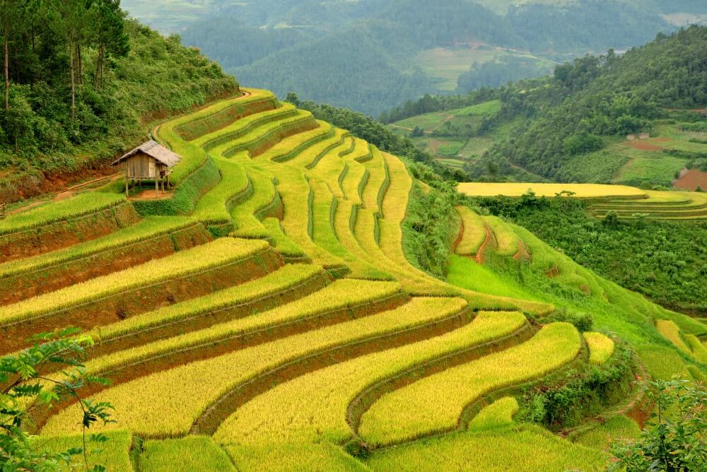 Paddy fields, Thanh