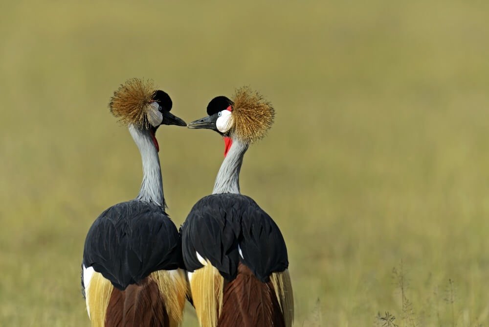 Crowned crane, Lake Naivasha