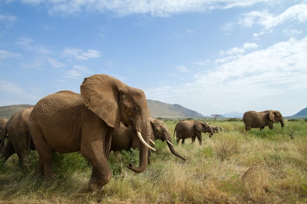 Samburu National Reserve