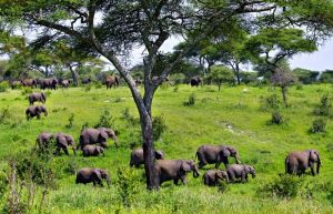 Elephants in Tarangire on a Tanzania family safari