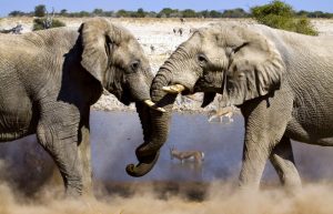 Elephant at Etosha waterhole - Namibia family holiday