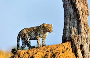 Leopard at sun rise in the Masai Mara - places to visit in Kenya - family wildlife holiday
