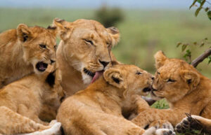 Mother lion with cubs in the Masai Mara, Kenya family safari