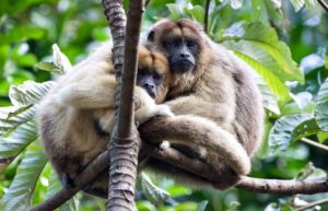 Belize family holiday - Howler monkeys