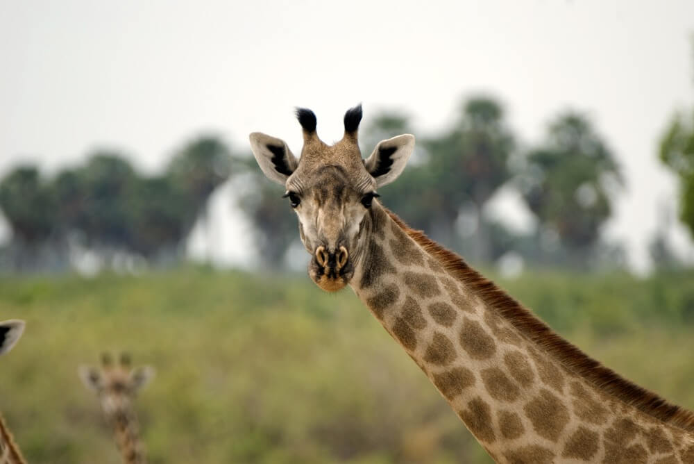 Selous Game Reserve