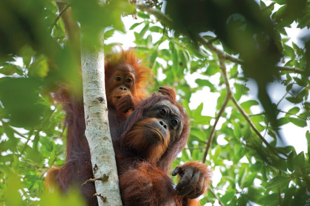 Borneo family holidays - mother orang-utan with baby in the rainforest