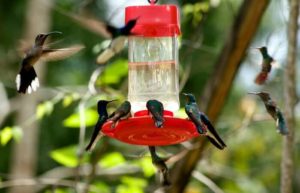 belize customer reviews - hummingbirds feeding