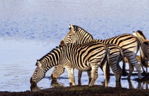 South Africa family holidays - zebra group drinking in Kruger National Park