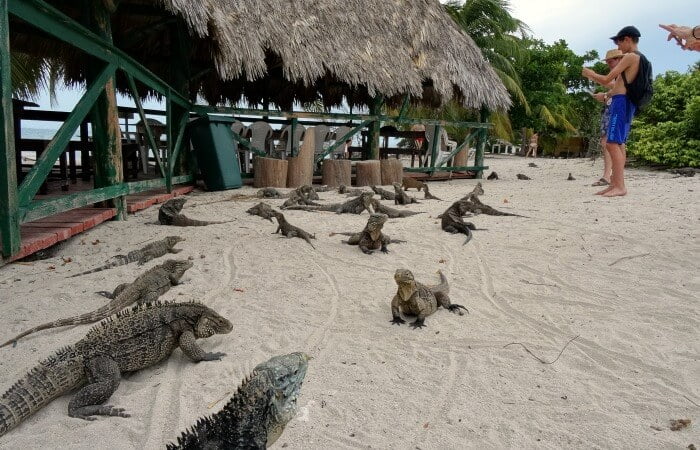 Iguanas galore! family holiday in Cuba