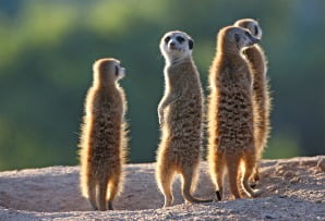Meerkat in the Karoo South Africa