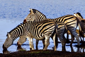 Zebra drinking Kruger National Park