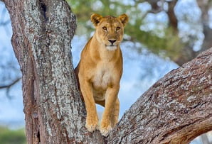 Tanzania itineraries - tree climbing lion looking at camera