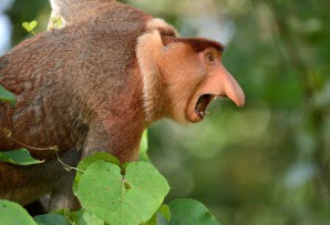 Proboscis monkey side view Borneo itineraries