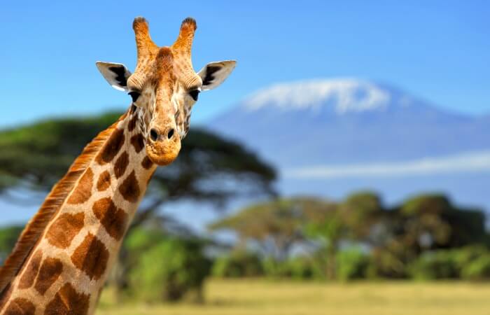 Kenya family safaris - giraffe in Amboseli National Park