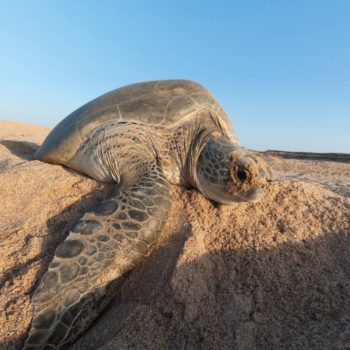 Family holidays to Oman - turtle digging hole for eggs on beach