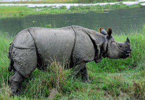 Nepal itineraries - rhino in Chitwan National Park