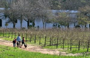 South Africa family holidays - family walk in the Winelands