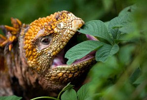 Ecuador & Galapagos itineraries - iguana