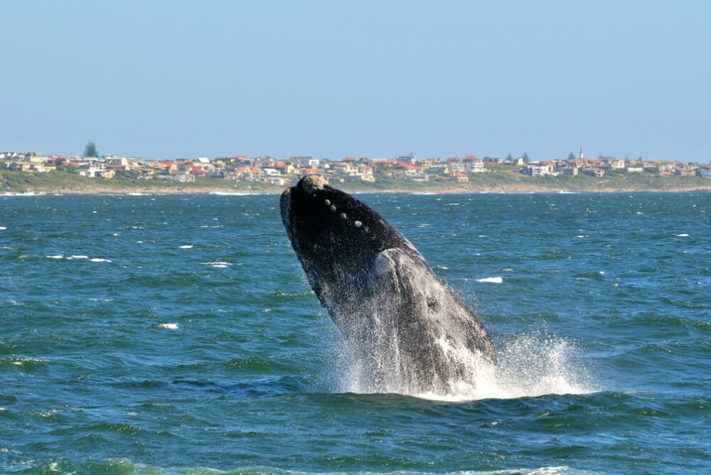 Whale breaching, Walker’s Bay, Hermanus