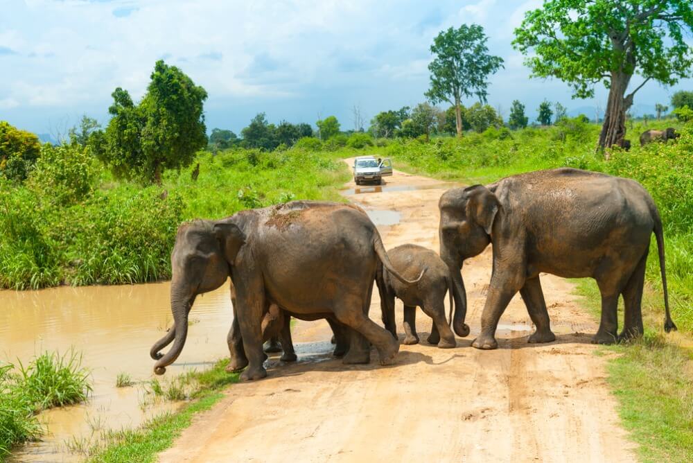 Uda Walawe National Park, Sri Lanka
