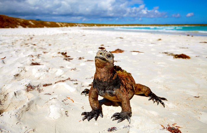 Iguana on the beach - places to visit in Ecuador and Galapagos