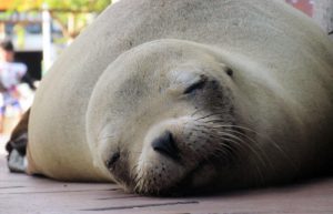 Seal snoozing snapped on a Galapagos family holiday