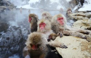 Snow monkeys Family holidays to Japan