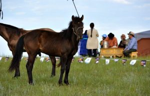 Mongolia family holidays - local horse racing