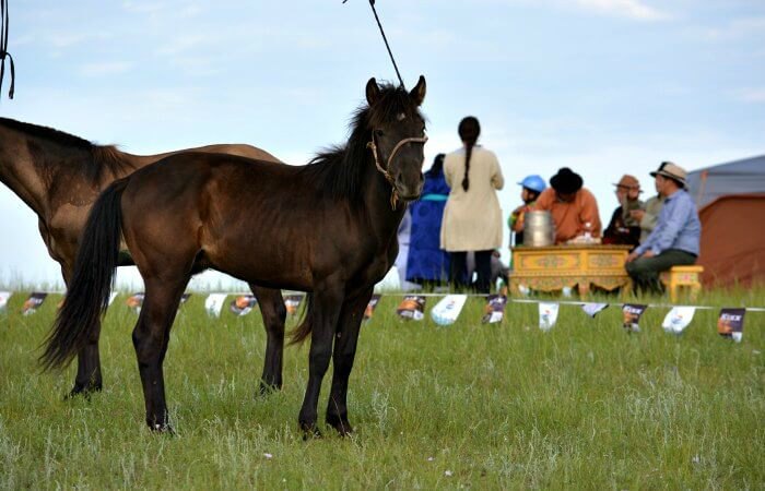 Mongolia for families - horse racing