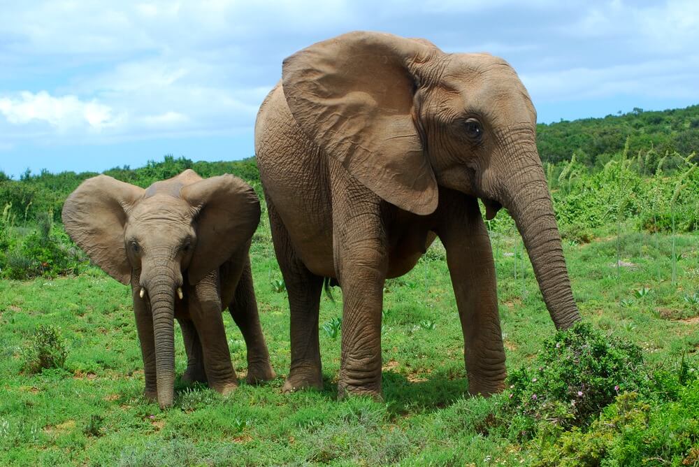 Addo National Park, Eastern Cape