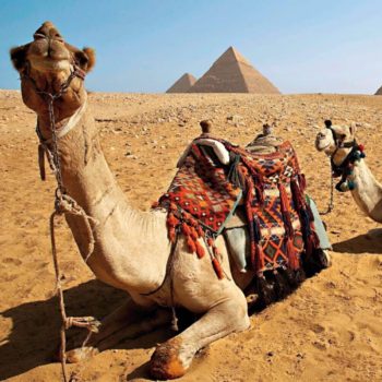 Egypt family holidays - camels in front of the Egyptian Pyramids