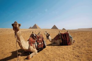 Egypt family holidays masthead photo of camels at the Pyramids