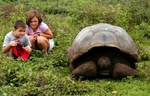 Places to visit in Ecuador - giant tortoise