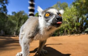 Madagascar family holidays - cheeky ringtail lemur looking at camera lens. When to go to Madagascar