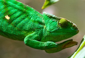 Madagascar family itineraries - Parson chameleon