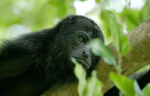 2017 family holidays - black howler monkey