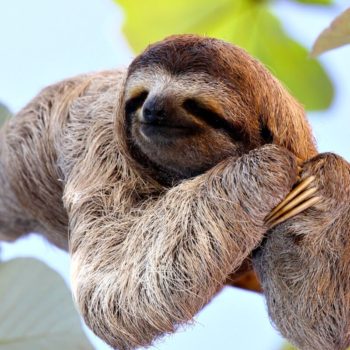 family wildlife holiday - adorable sloth having a snooze