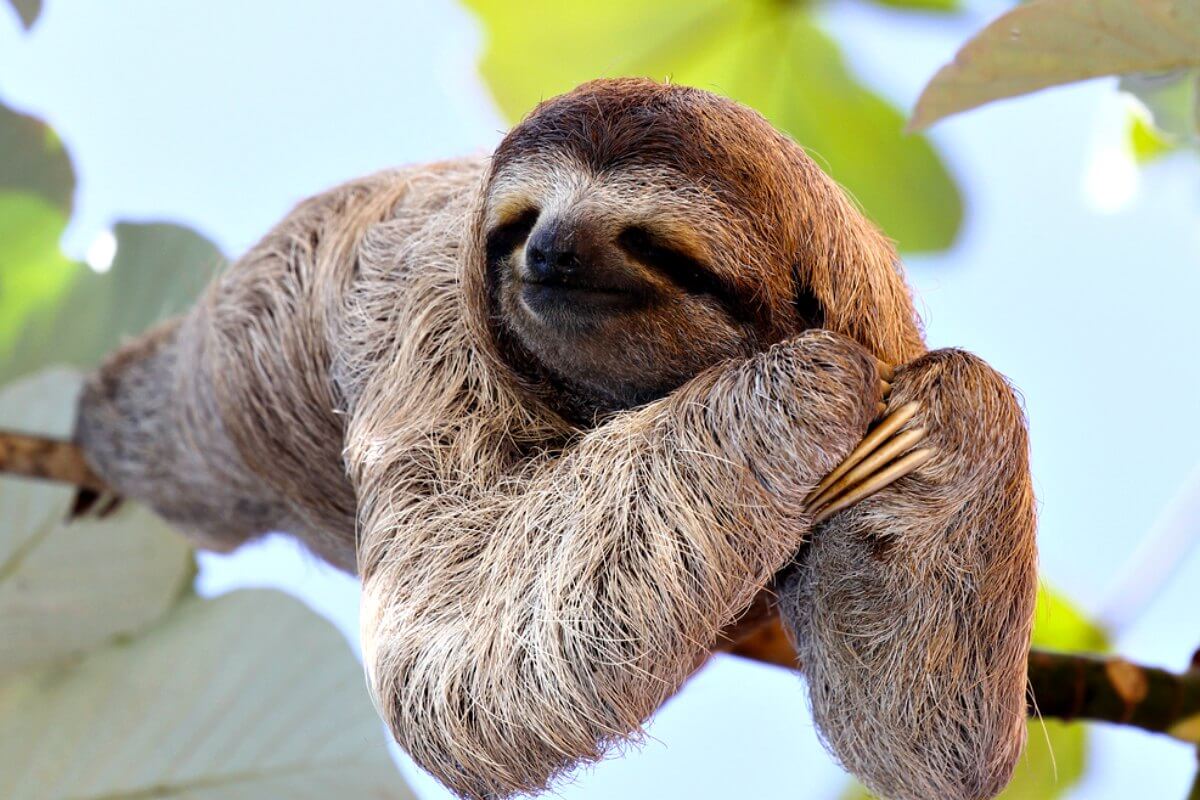 family wildlife holiday - adorable sloth having a snooze