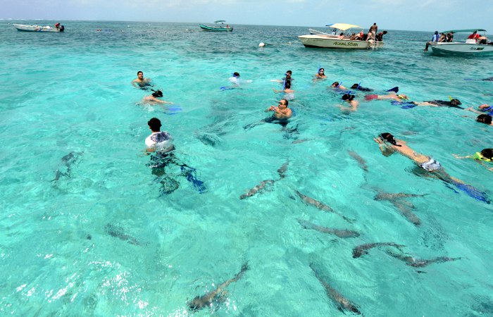 family wildlife holidays - swimming with benign sharks in Belize
