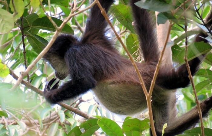 Guatemala family holidays - spider monkey spotted on a trek