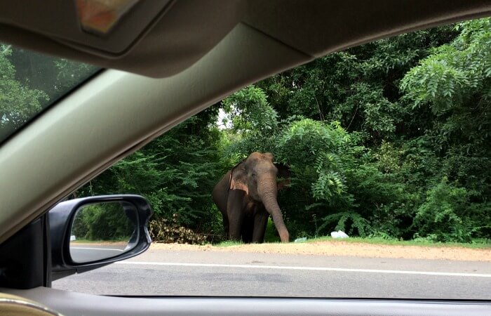 Sri Lanka family travel - photo of elephant snapped from car