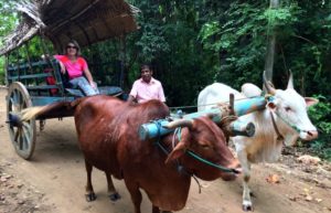 Sri Lanka family travel - village visit by ox cart