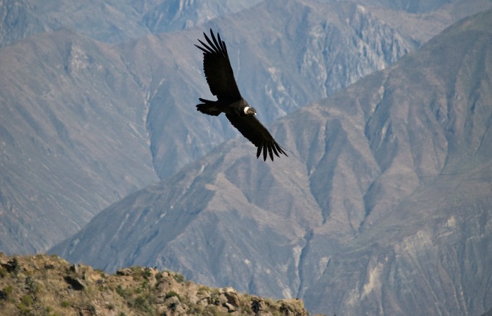Peru with kids - spot condor in the Cola Canyon