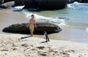 Young boy looking at a penguin on Boulders Beach Cape Town